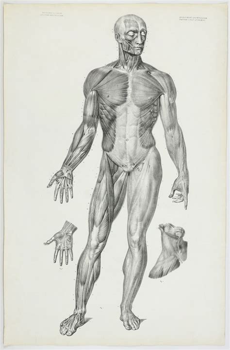 Anatomie L Mentaire Two Fine Anatomical Plates By Bourgery J M