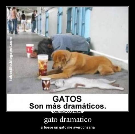 Gato Dramatico Desmotivaciones