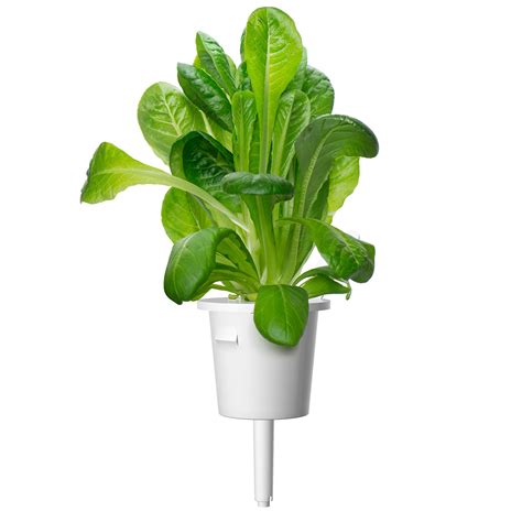 Click And Grow Smart Garden Refill Romaine Salat 3pk 145 DKK