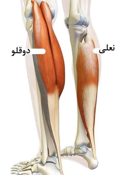 تفاوت ساق پای ایستاده و نشسته و بررسی حالت های مختلف ساق پا