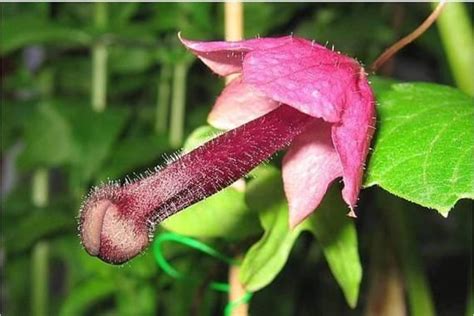 Pin On Unusual Flowers