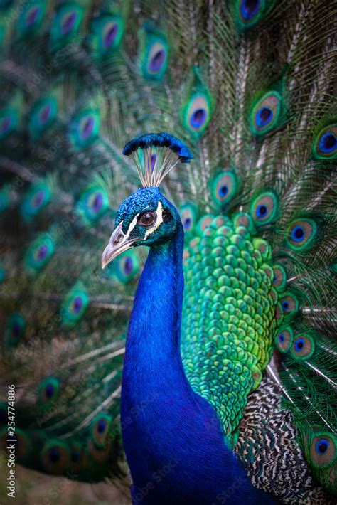 Beautiful Peacock Photography