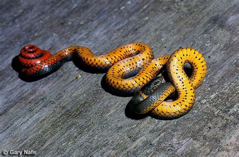 Bay Area Snakes Snake Small Snakes Handmade Jewelry