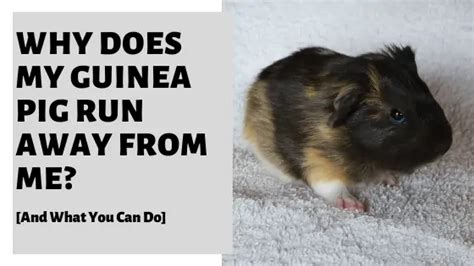 Why Does My Guinea Pig Run Away From Me And What You Can Do