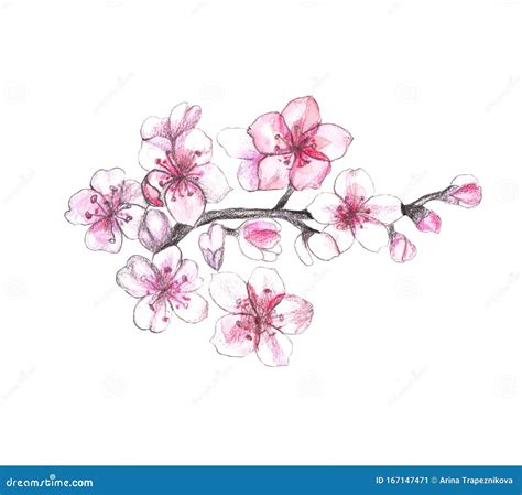 Sakura Flowers Painted Watercolor Stock Illustration Illustration Of