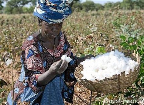 Coton Le Bénin Détrône Le Burkina Faso Et Le Mali Et Devient Le