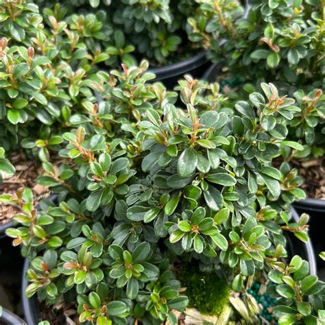 Cotoneaster X Suecicus Emerald Sprite PP 31 719 From NVK Nurseries