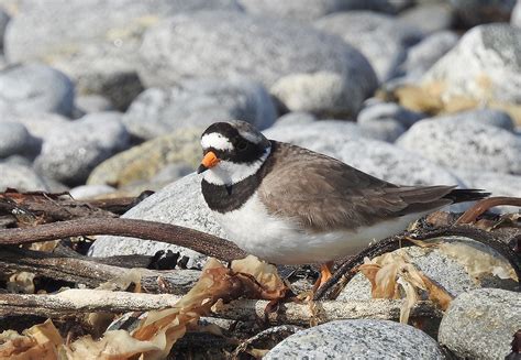 Ringed Plover Outer Hebrides Birds