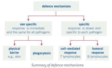 Aqa A Level Biology Topic 2c Cells And The Immune System Flashcards Quizlet