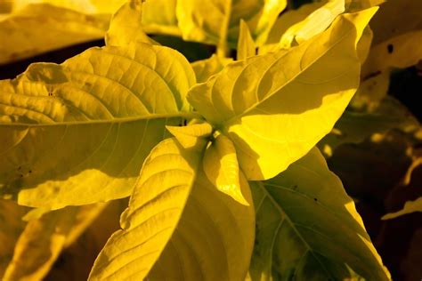 picture yellow leaves yellow flower