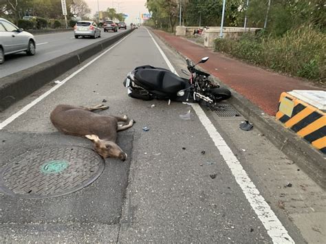 鹿死誰手？彰化東外環水鹿突竄出遭連3撞路殺 趣聞網搜 發燒車訊