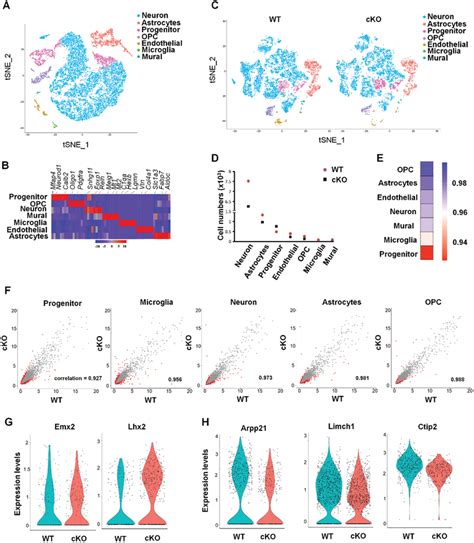 The Loss Of Sting Results In Autistic‐like Behaviors In Mice A Download Scientific Diagram