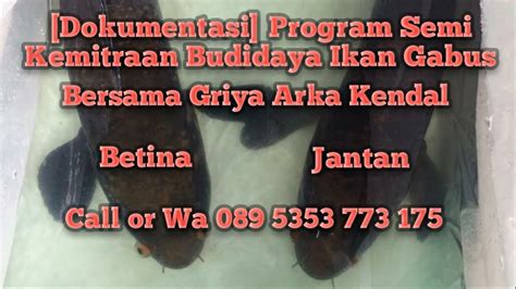 CARA AGAR BERHASIL BUDIDAYA IKAN GABUS JOIN PROGRAM SEMI KEMITRAAN