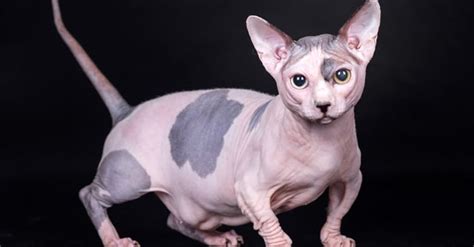 Mengenal Kucing Kaki Pendek Dari Jenis Gambar And Harga Terbarunya