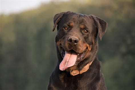 Dog Rottweiler Animals Domestic Free Photo On Pixabay