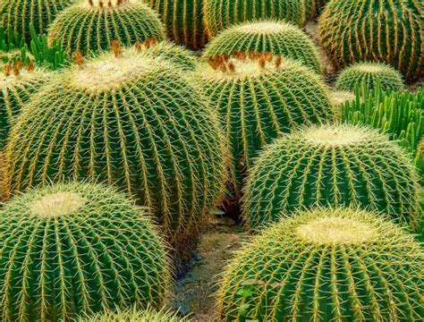 Golden Barrel Cactus Care Spike Bloom