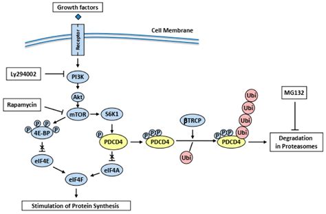 IJMS Free Full Text Control Mechanisms Of The Tumor Suppressor