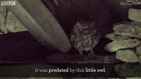 Bbc Two Springwatch Fledging Blackbird Chick Runs Into Little Owl