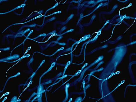 Healthy sperm cells Image source: https://static.independent.co.uk/s3fs ...