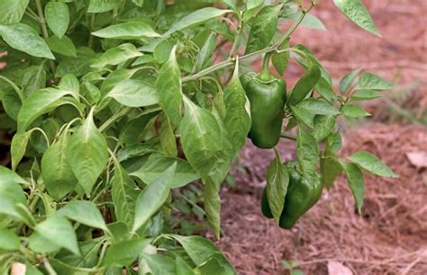 10 Best Pepper Companion Plants And 5 To Avoid