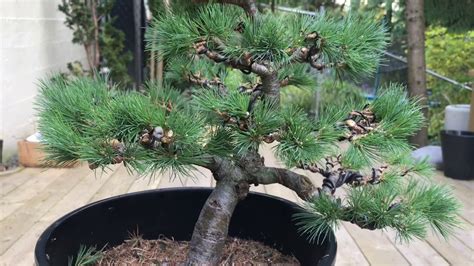 Japanese White Pine Into Bonsai Youtube