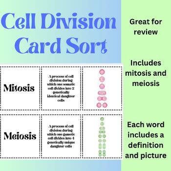 Cell Division Mitosis Meiosis Card Sort For Matching Flashcards