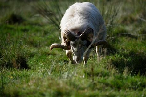Premium Photo Close Up Of Cow On Field