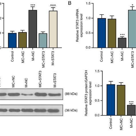 Mir 21 5p Mimic Inhibits Stat3 Expression In T Helper 17 Polarized Cd4