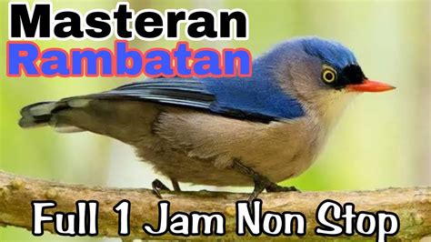 Masteran Rambatan Full Jam Non Stop Rmbfchannel Youtube