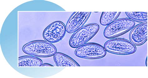 Parasites In Stool Microscope