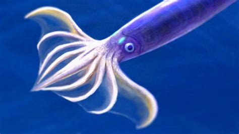 Japanese Flying Squid