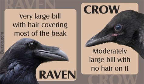 Crow Or Raven This Is How To Tell The Difference Between Them Artofit