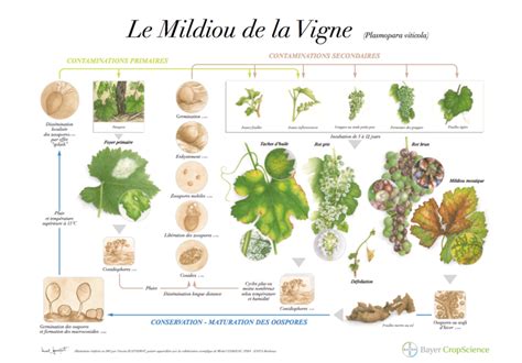 Mildiou Sympt Mes D G Ts Et Biologie Bayer Agri