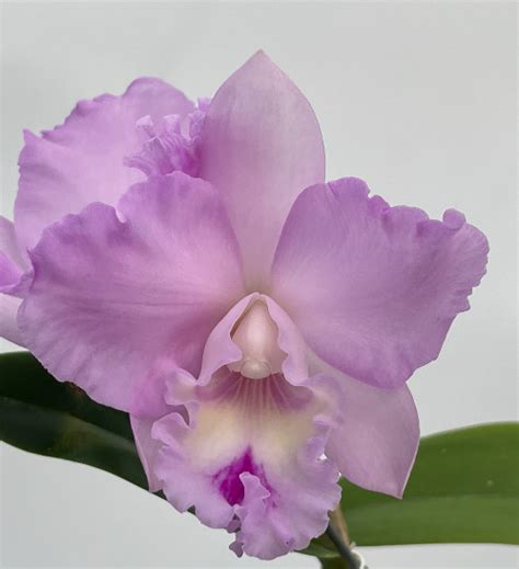 Rhyncholaeliocattleya Chief Pink X Cattlianthe Doris And Byron J2