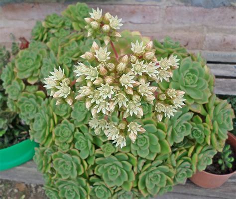 Aeonium Haworthii En Flor Suculentas Orquídeas Cactos E Suculentas