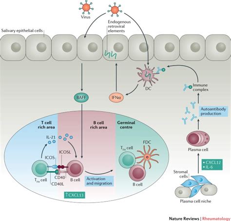 B Cells In The Pathogenesis Of Primary Sjögren Syndrome Nature Reviews Rheumatology