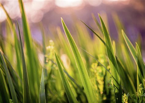 Blade Of Grass Up Close