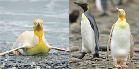 Adams took this beautiful picture of a yellow penguin in the