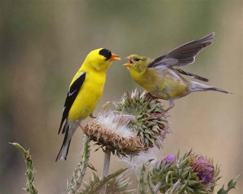 Interesting Facts About Finches