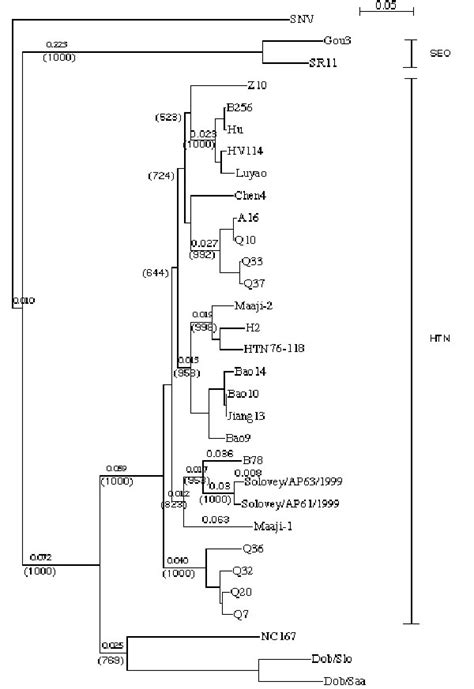 Figure Genetic Characterization Of Hantaviruses Transmitted By The