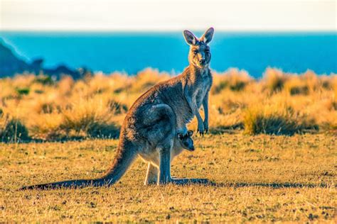 3 Fun Things To Do In Australia Seattle Travel Agency Elizabeth