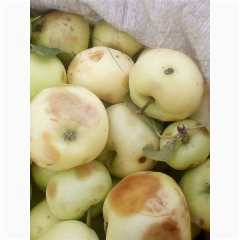 Куплю яблоки — APKUA