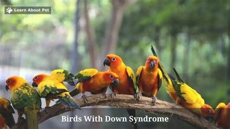 Birds With Down Syndrome : (9 Important Facts) - 2023