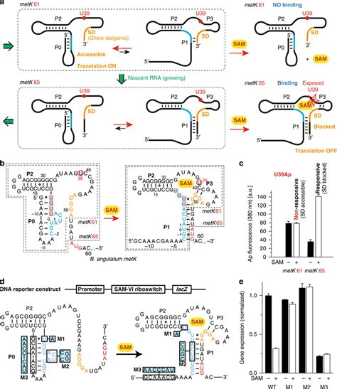 Model And Experimental Evaluation Of Sam Vi Riboswitch Sequential