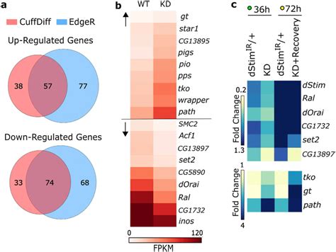 Altered Gene Expression Upon Dstim Knockdown In Early Pupae A Venn