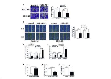 Klf As Overexpression Suppressed Gastric Cancer Cell Invasion