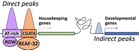 The Chromatin Factor Row Cooperates With Beaf‐32 In Regulating Long