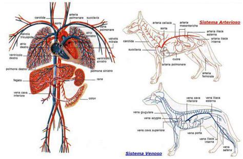 Cuore E Apparato Cardiocircolatorio Del Cane Organi E Patologie