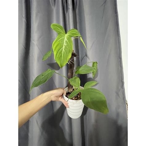 兔耳蔓綠絨 健康穩根 Philodendron Camposportoanum 天南星科 蝦皮購物