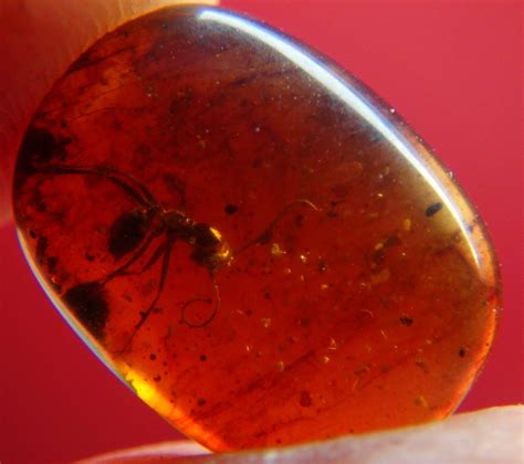 Ant In Amber Extreme Formicidae